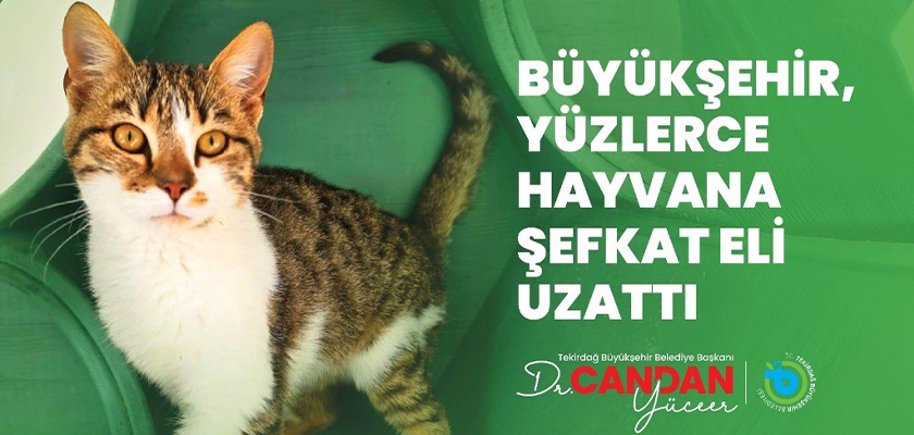 BÜYÜKŞEHİR YÜZLERCE HAYVANA ŞEFKAT ELİ UZATTI
