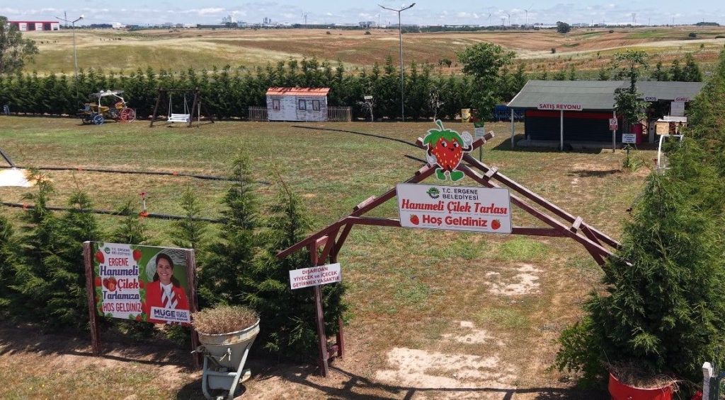 ERGENE’DE LAVANTA VE HANIMELİ ÇİLEK TARLALARI KAPILARINI AÇTI